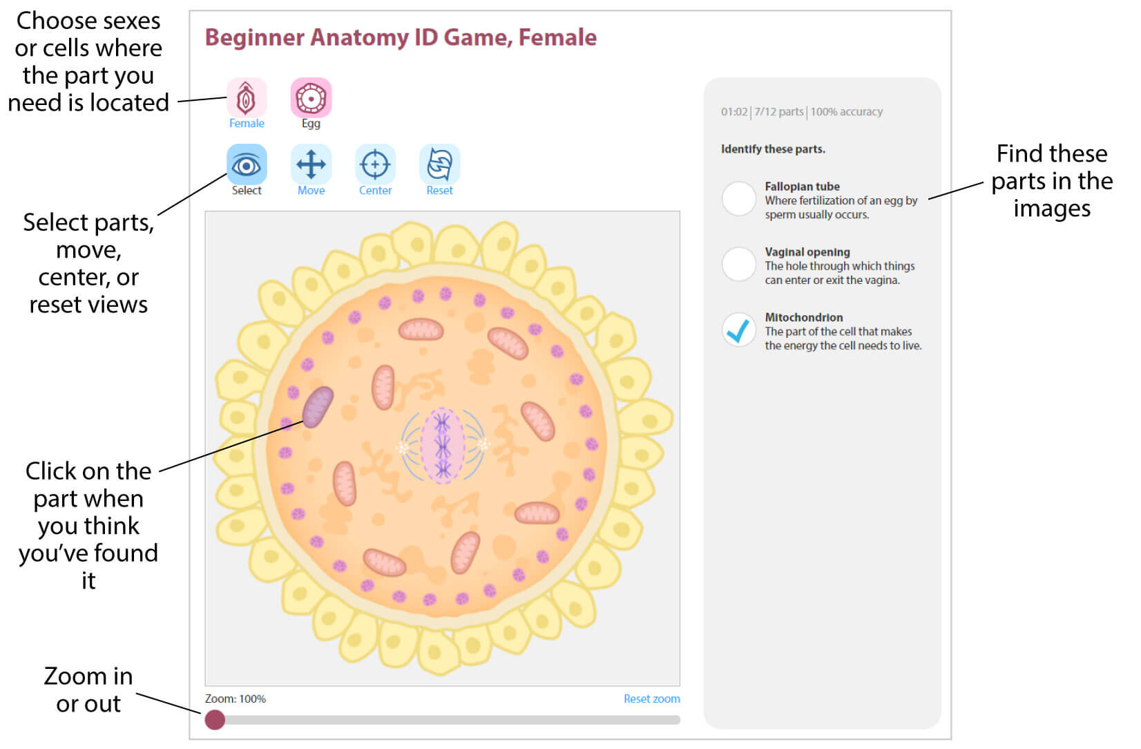 Screenshot with labeled parts for the Anatomy ID Game