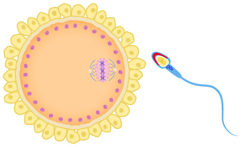 Egg and sperm