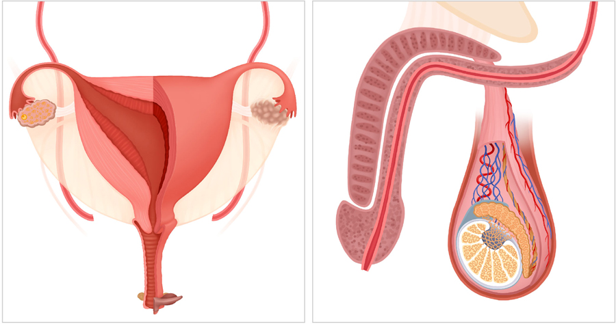 Uterus and testes