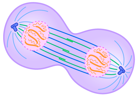 cell dividing