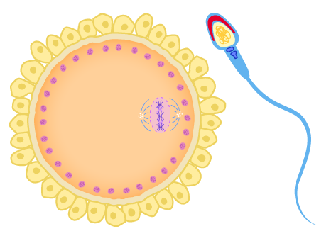 egg and sperm cell