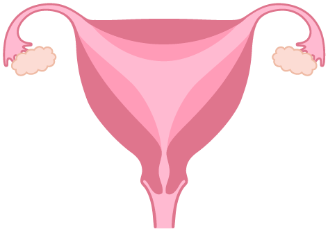 uterus