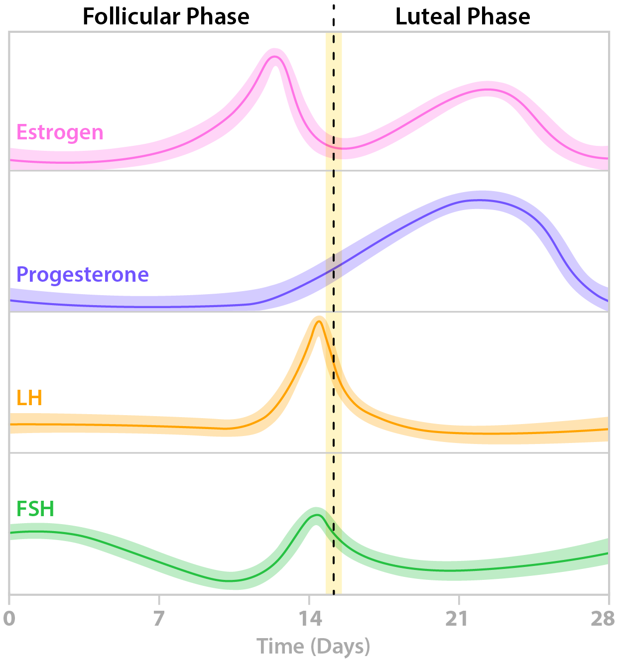 Graph showing the follicular and luteal phases, ovulation, and levels of the important hormones of the menstruation cycle (estrogen, progesterone, LH, FSH)