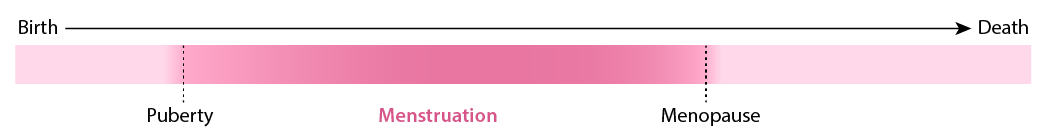 lifespan graph from birth to puberty to menopause to death.